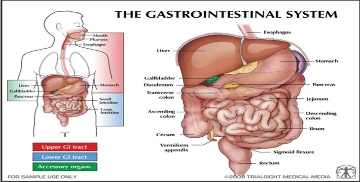 دانلود پاورپوینت آناتومی و فیزیولوژی دستگاه گوارش